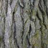 Arme :  Oak Bark 
Dernire mise  jour le :  18-08-2016 