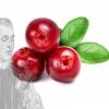 Arme :  Cranberries 
Dernire mise  jour le :  21-04-2017 