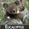 Arme :  Eucalyptus 
Dernire mise  jour le :  14-01-2015 