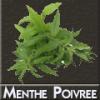 Arme :  menthe poivree par DIY and Vap