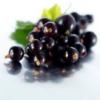 Arme :  Black Currant 
Dernire mise  jour le :  22-06-2014 