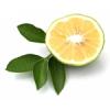 Arme :  Bergamot 
Dernire mise  jour le :  10-01-2015 