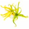 Arme :  Ylang Ylang 
Dernire mise  jour le :  16-03-2014 