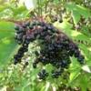 Arme :  Elderberry 
Dernire mise  jour le :  05-05-2014 