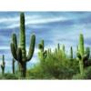 Arme :  Cactus 
Dernire mise  jour le :  18-10-2020 