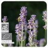 Flavor : Lavande Bio par SOLUBAROME Flavor : Lavande Bio par SOLUBAROME