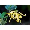 Arme :  Ylang Ylang 
Dernire mise  jour le :  30-05-2015 