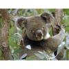 Arme :  Eucalyptus par VAPOSITE